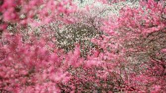 Spring Flowers Wallpaper