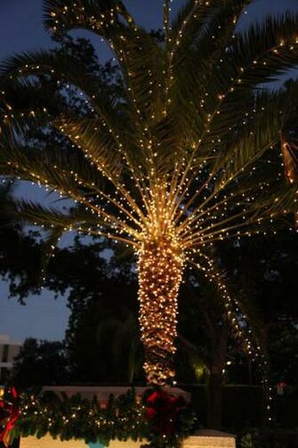 Palm Tree Christmas Lights Wallpaper Naples