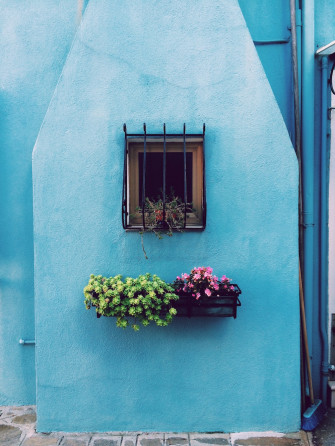 Window With Frame Above Green And Pink Petaled Flower On Floating