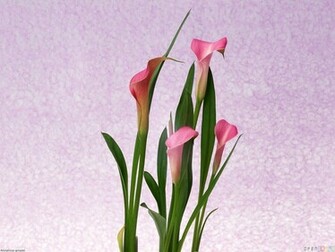 Pink Calla Lily Wallpaper Open Walls