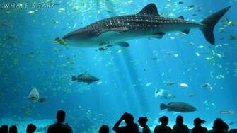 Wallpaper Live Shark Desktop