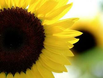 Sunflower Wallpaper You Are Ing The Nature Named