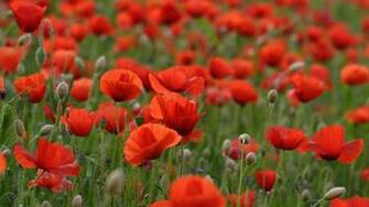 Poppies Wallpaper