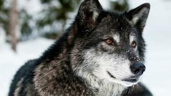 Wolf Wallpaper