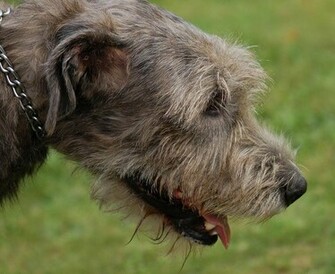 Irish Wolfhound Wallpaper