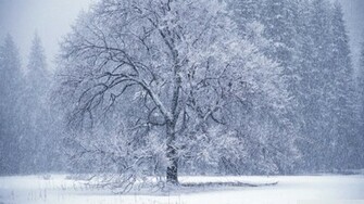 Snow Falling Wallpaper