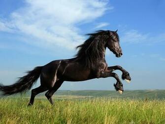 Dom Black Horse Galloping iPhone 6s Wallpaper