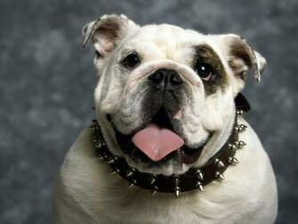 Funny Dog Background Desktop Wallpaper