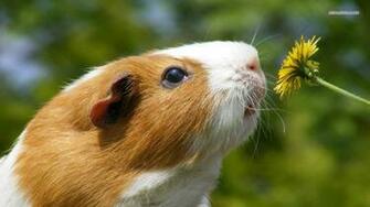 HD Wallpaper Guinea Pig