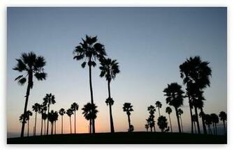 Palm Trees Silhouette HD Wallpaper For Wide Widescreen Whxga