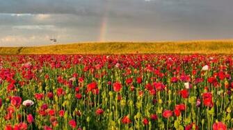 Wallpaper Poppies Field Sky Rainbow Summer Full