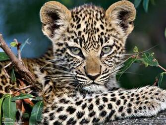 Baby Leopard Wallpaper