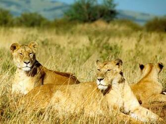 Dangerous HD Lion Wallpaper Wild Life