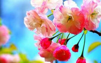 Beautiful Spring Flowers Wallpaper Computer Desktop