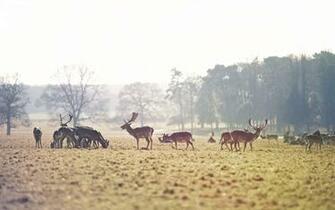 Animals Deer Field Nature Grass Tree