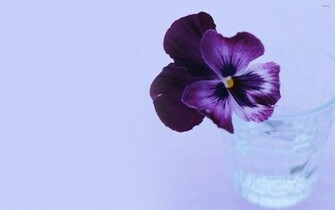 Pansy Wallpaper Flower