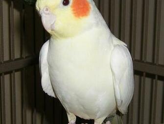 Cute Cockatiel Wallpaper First HD