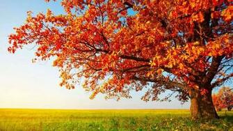 HD Wallpaper 1080p Nature Autumn Mobile