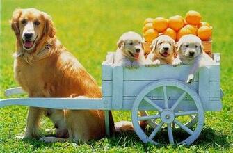 Dogs Puppies Cart Golden Retriever Baby Animals Wallpaper