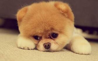 Cute Pomeranian Puppy On The Floor Wallpaper