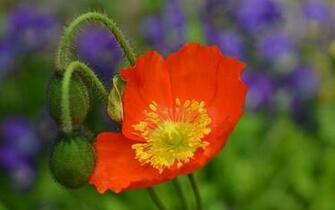 Red Poppy HD Desktop Wallpaper Widescreen High