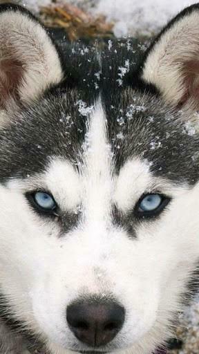 Led Husky Min Hours Siberian