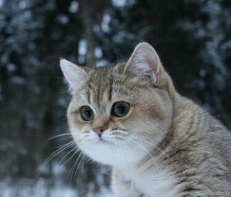 The Most Awesome Cat Wallpaper For Samsung Galaxy Tab