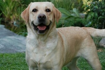 Labrador Retriever Desktop Wallpaper And Make This For Your