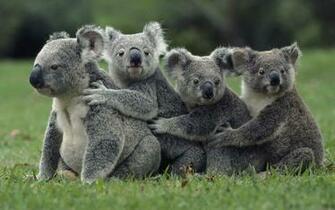 Cute Wildlife Wallpaper