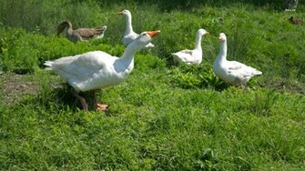 Geese Wallpaper Animal