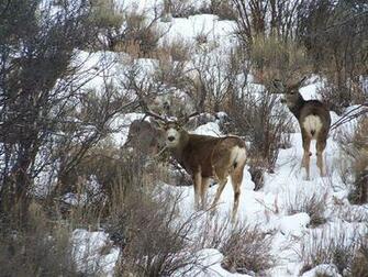 Source Url Picsbox Biz Key Monster 20mule 20deer 20bucks