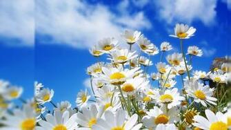 Tropical Flowers Desktop Wallpaper