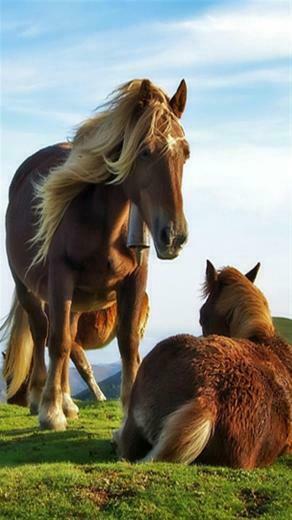 Horse Parenting Animal iPhone Wallpaper S 3g