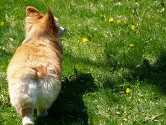 Pin Welsh Corgi Wallpaper