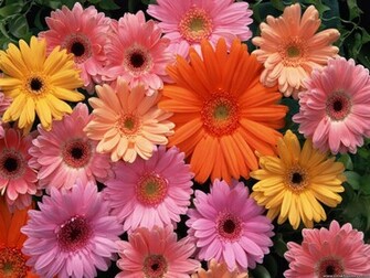 Wallpaper Flowers Gardens Background Gerbera Daisy