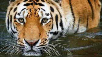 Tiger Full HD Wallpaper Pack Tech Bug Best