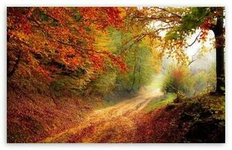Fall Foliage HD Desktop Wallpaper High Definition Fullscreen