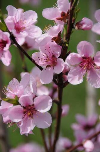 Pin Peach Blossom Flowers Photo Wallpaper