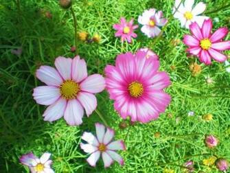 Pink Cosmos Wallpaper