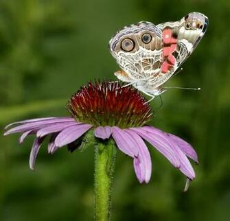 Butterflies Of Northern Illinois