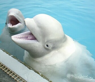 Beluga Whale HD Wallpaper White Beautiful Image