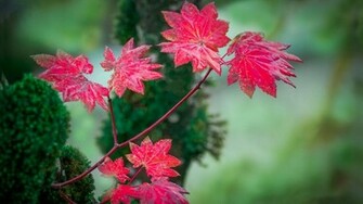 Pink Leaves Colourful Nature Forest Different