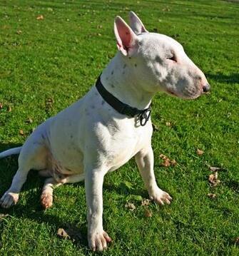 Pit Bull Dogs Wallpaper