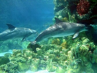 Category Underwater Wallpaper Tags