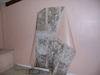 Identify Remediate Prevent Mold Behind Under Wallpaper The