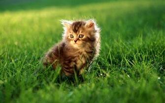Widescreen Cat Wallpaper HD