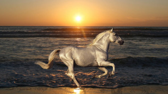 Running Horse Wallpaper