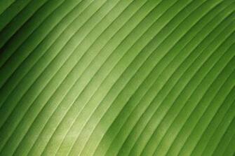 Banana Leaf Wallpaper Magz