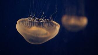 Jellyfish Wallpaper High Definition Dmg Animals