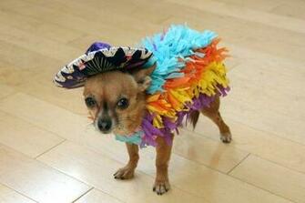 Halloween Chihuahua Dog Photo And Wallpaper Beautiful